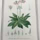 Trio of botanical engravings 19th century