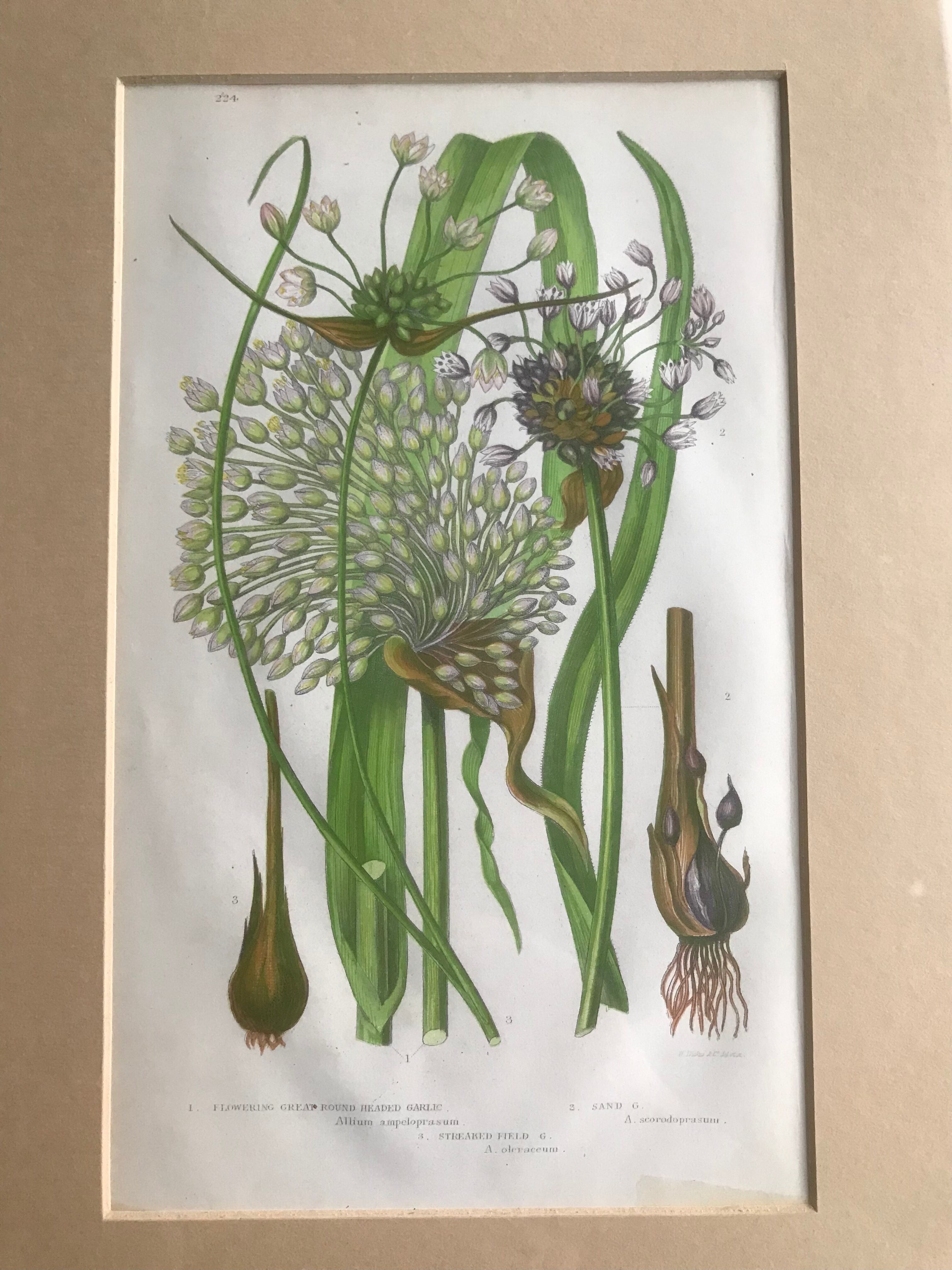 Herbarium engraving