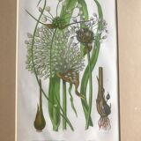 Herbarium engraving