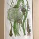 Herbarium engraving