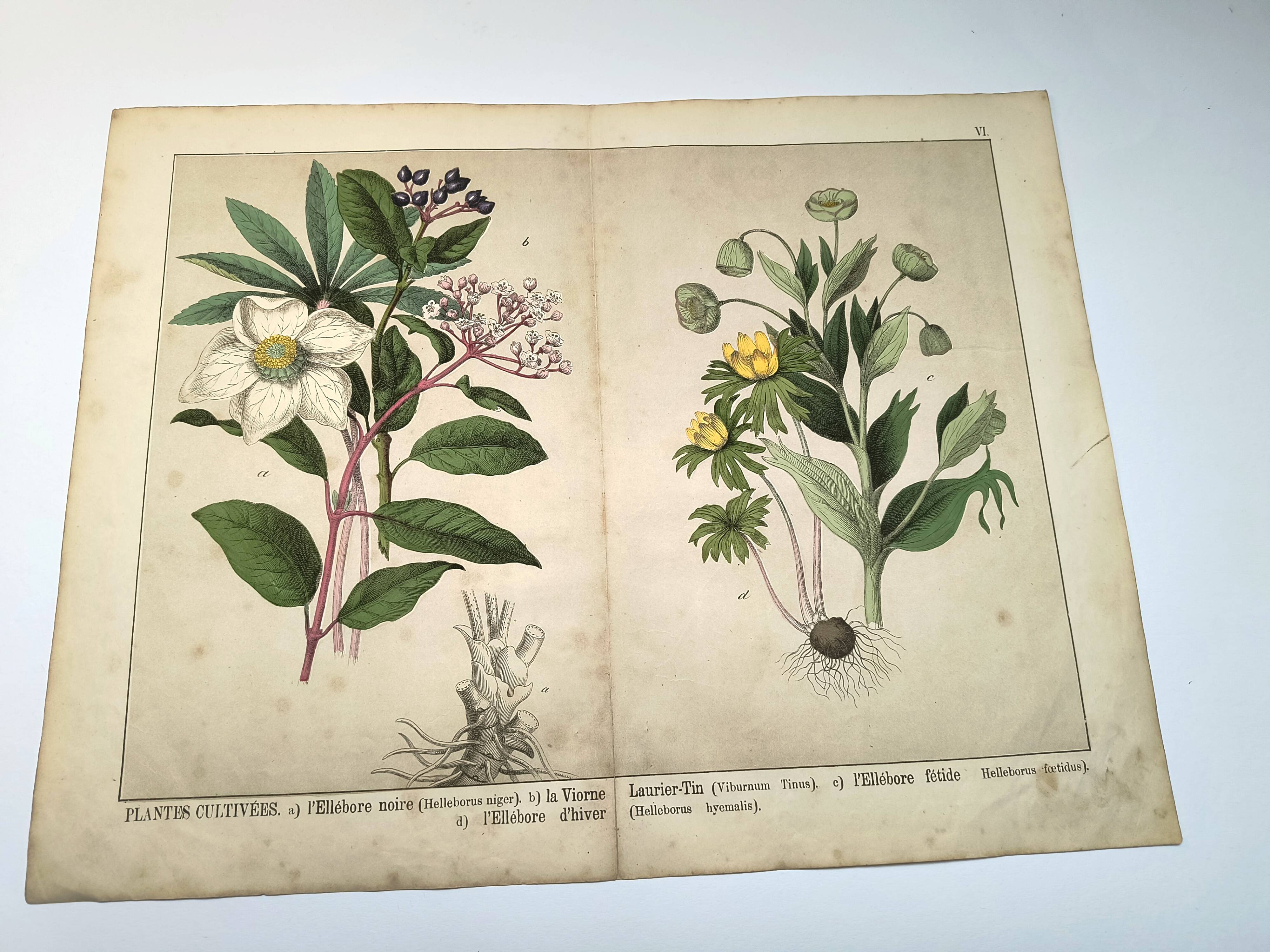 Botanical engraving from 1870 - Viburnum - flower plate lithograph poster