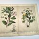 Botanical engraving from 1870 - Viburnum - flower plate lithograph poster
