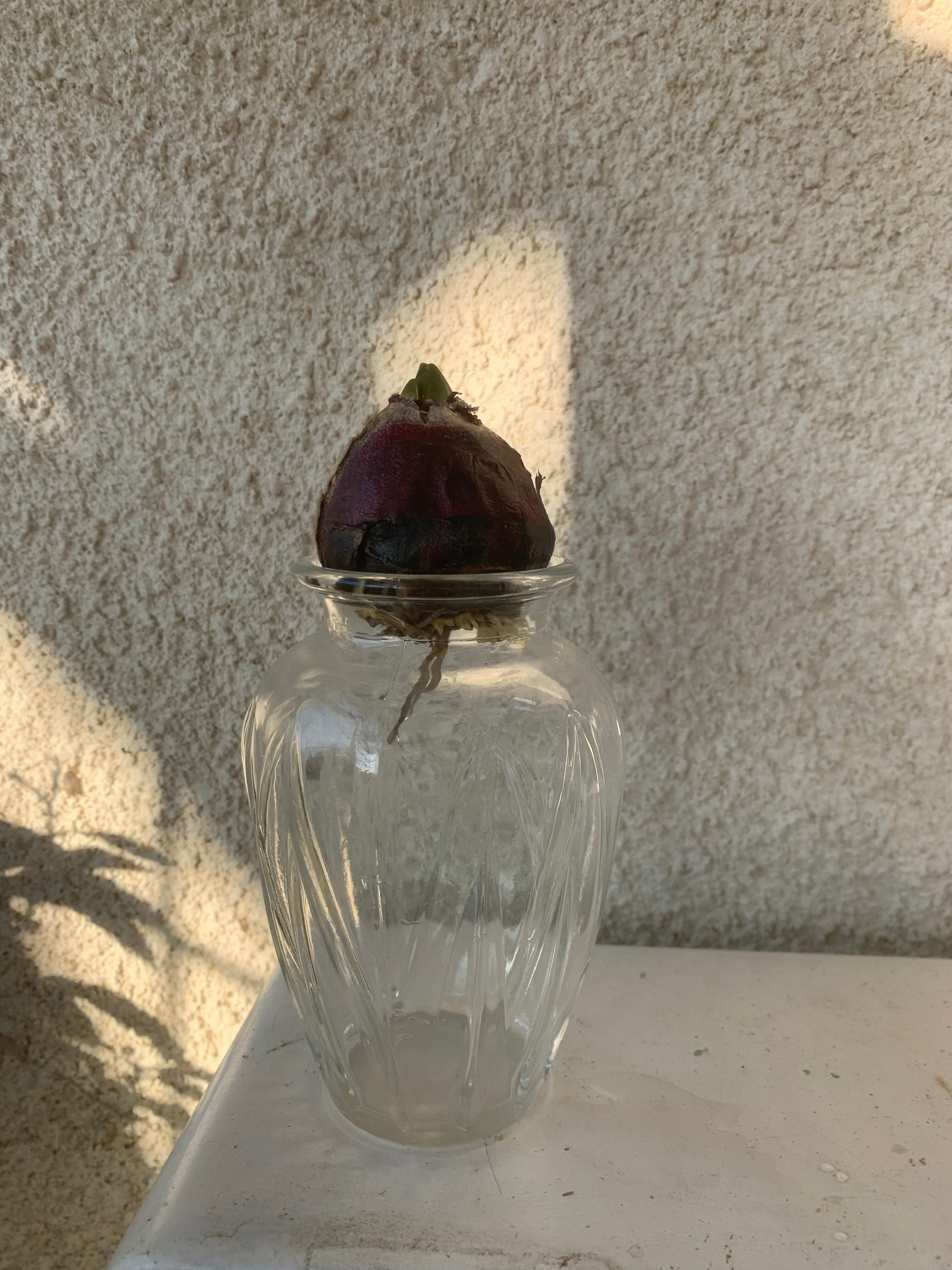 Hyacinth vase in molded transparent glass vintage pattern