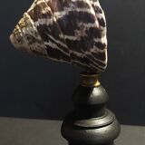 Cabinet of Curiosities shell tectus niloticus on base