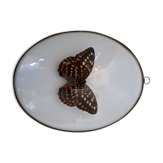 Papillon encadré