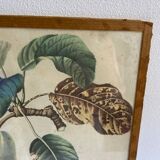Lithograph, old botanical poster