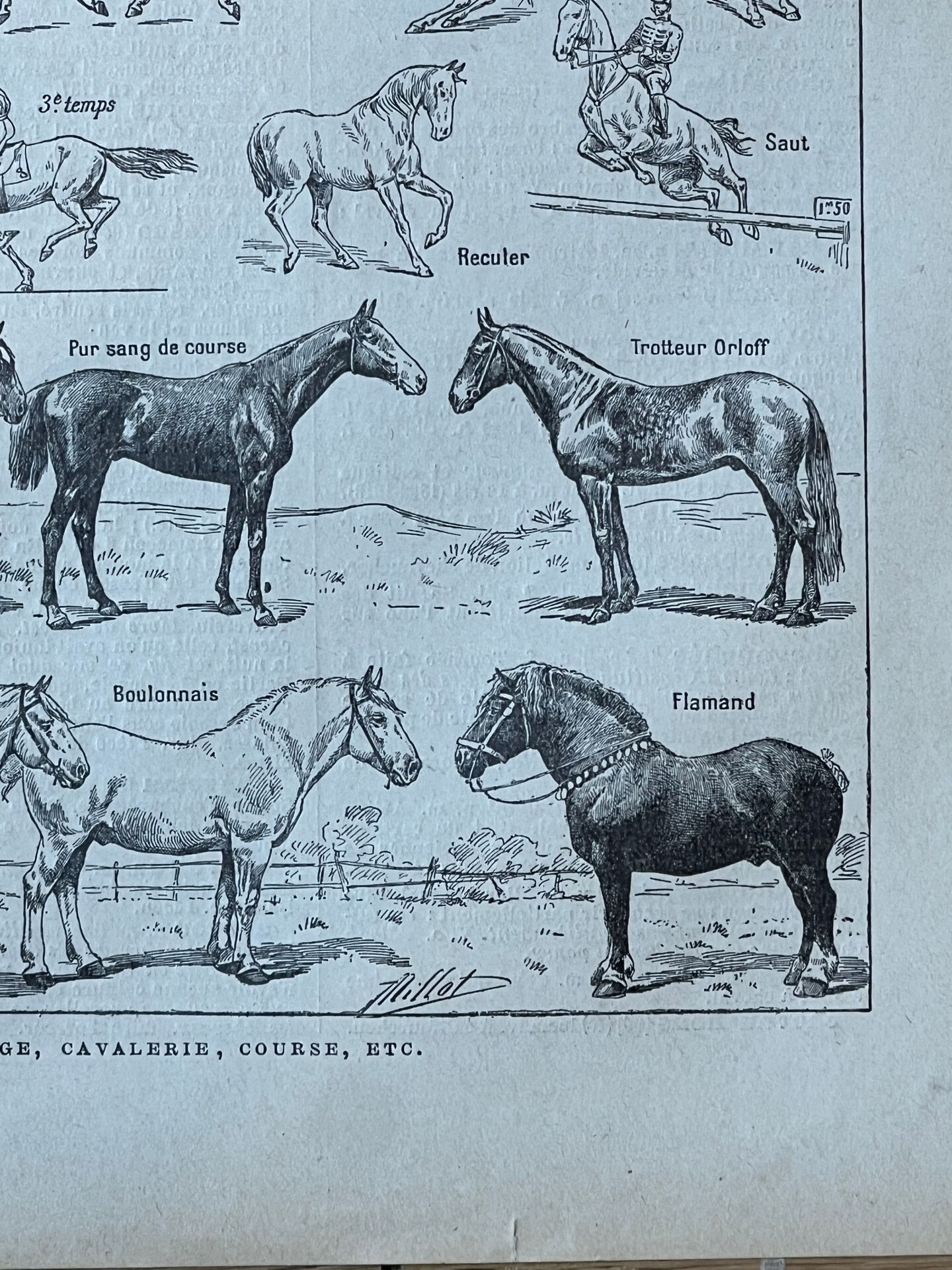 Planche “Cheval” - anatomie, allures, races 20x29cm