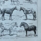 Planche “Cheval” - anatomie, allures, races 20x29cm