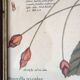 Lot of 2 old bird engravings - zoological plates by Seligmann & Catesby