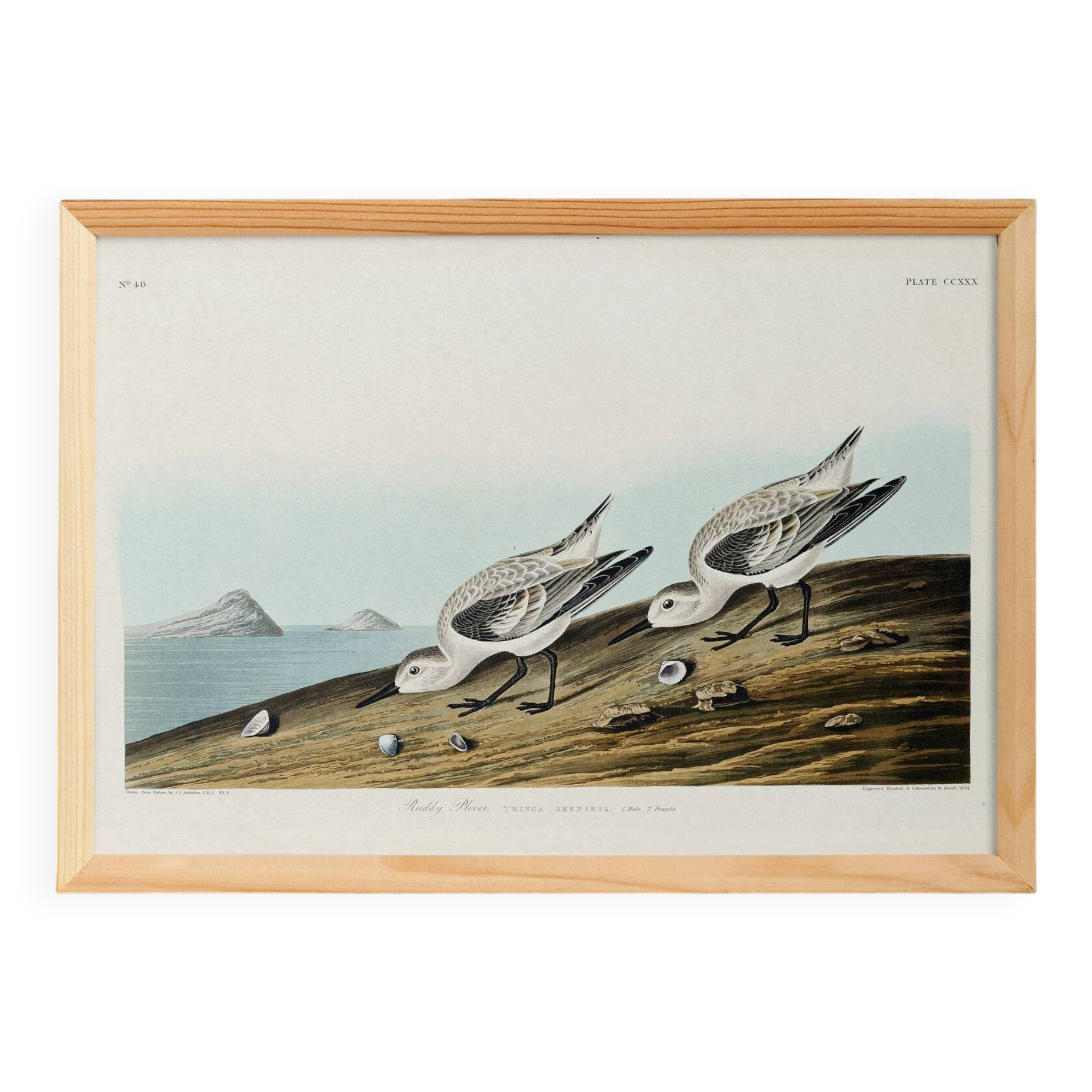 Poster about the Sanderling, based on an old engraving from 1827.