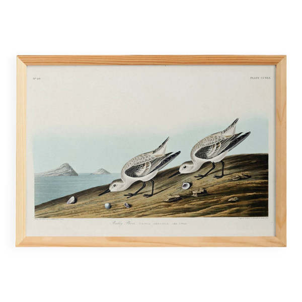 Affiche sur le Bécasseau sanderling, d’après une gravure ancienne de 1827.