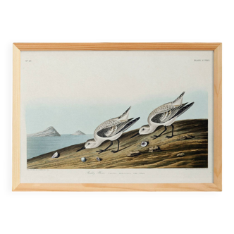 Poster about the Sanderling, based on an old engraving from 1827.