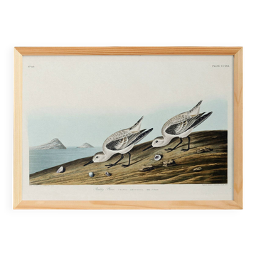 Poster about the Sanderling, based on an old engraving from 1827.