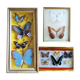 Three vintage butterfly frames