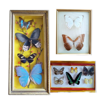 Trois cadres papillons vintages