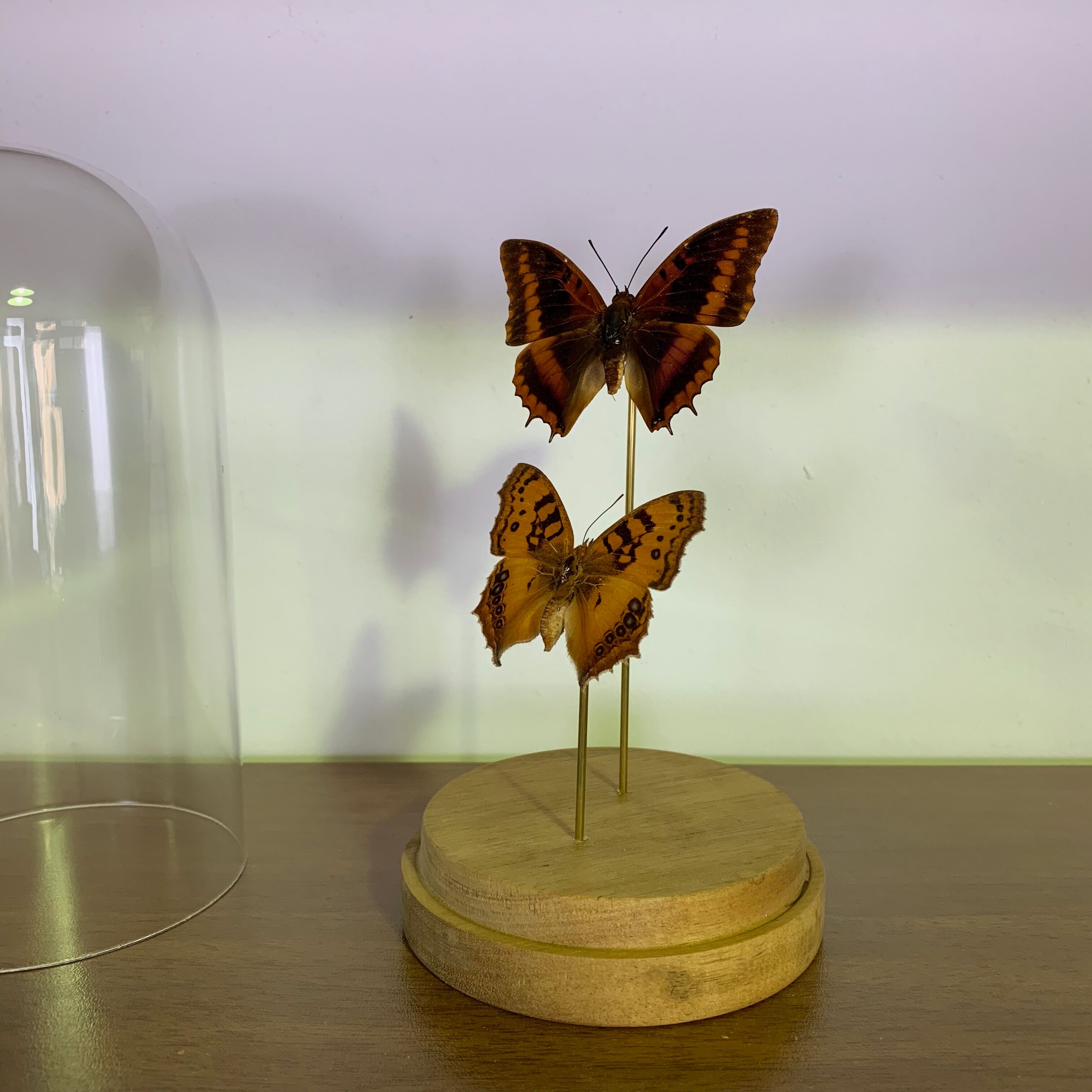 Butterflies under globe