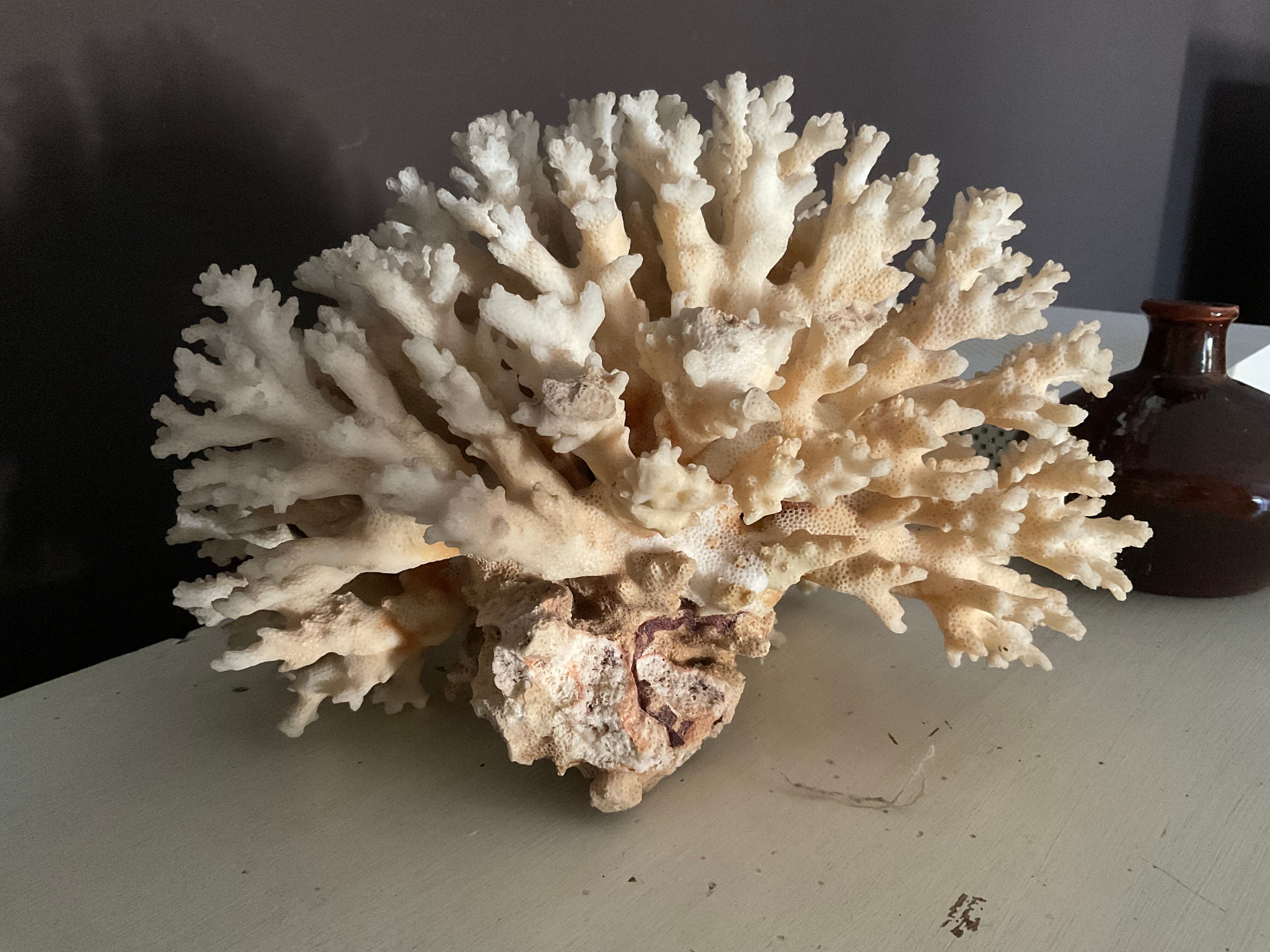 Vintage coral 22 cm