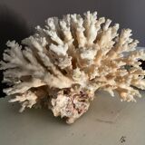 Vintage coral 22 cm