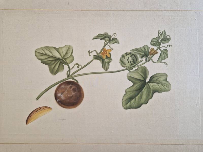 La Roche Laffitte (Born in 1943) - Watercolour drawing on silk - Cucumis