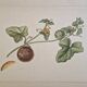 La Roche Laffitte (Born in 1943) - Watercolour drawing on silk - Cucumis