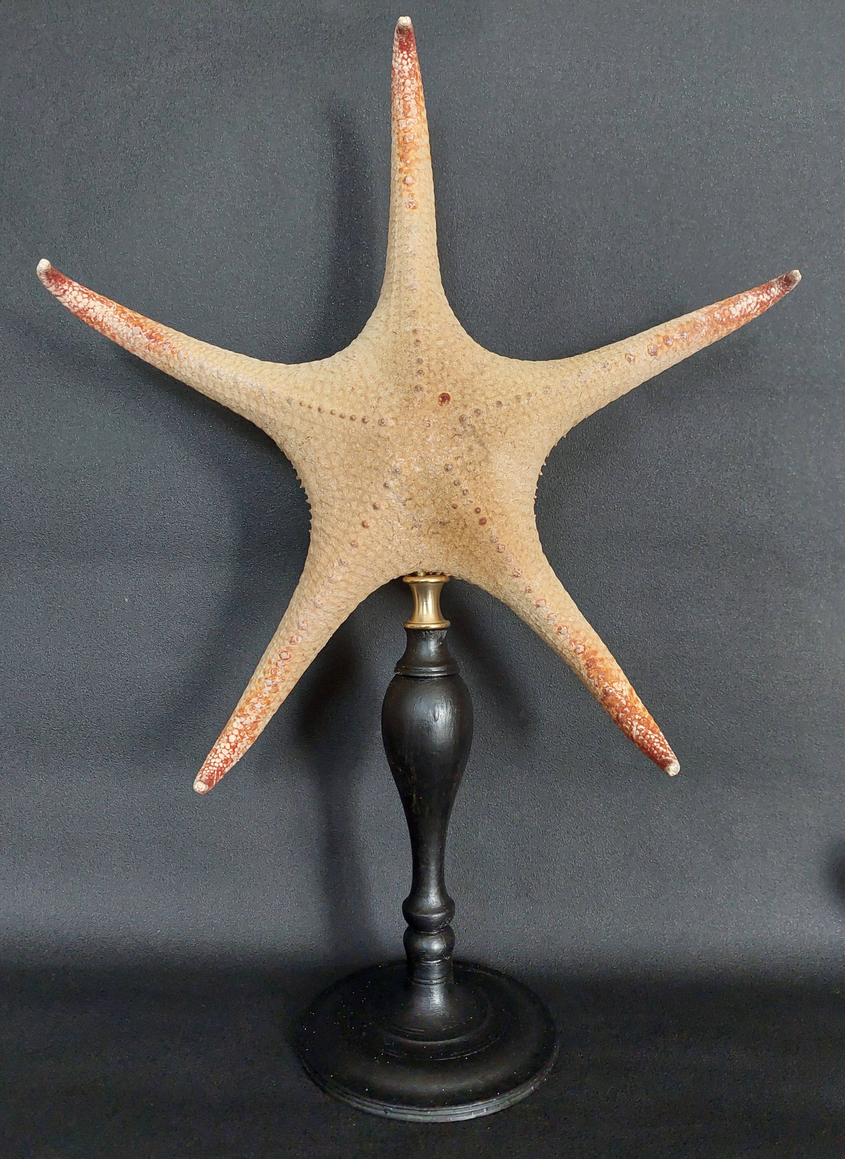 Cabinet of Curiosities starfish Poraster superbus on a base