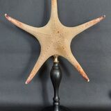 Cabinet of Curiosities starfish Poraster superbus on a base