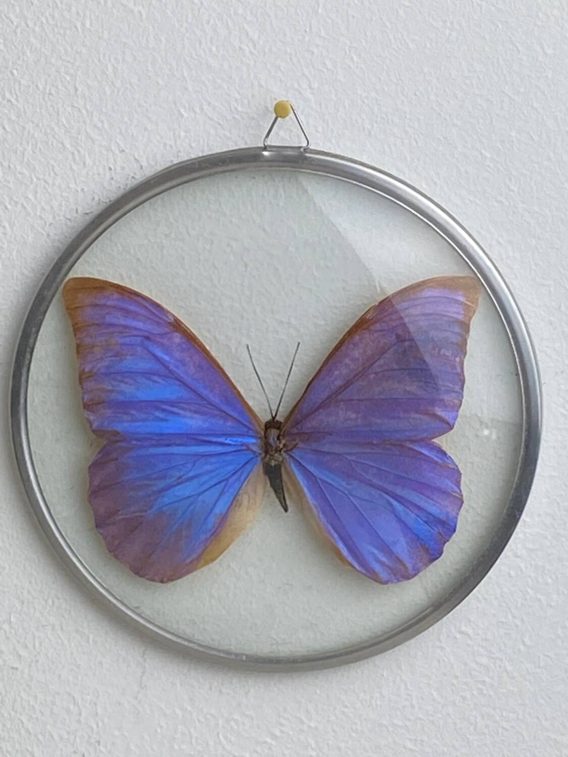 Naturalized morpho butterfly under curved glass