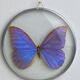 Naturalized morpho butterfly under curved glass