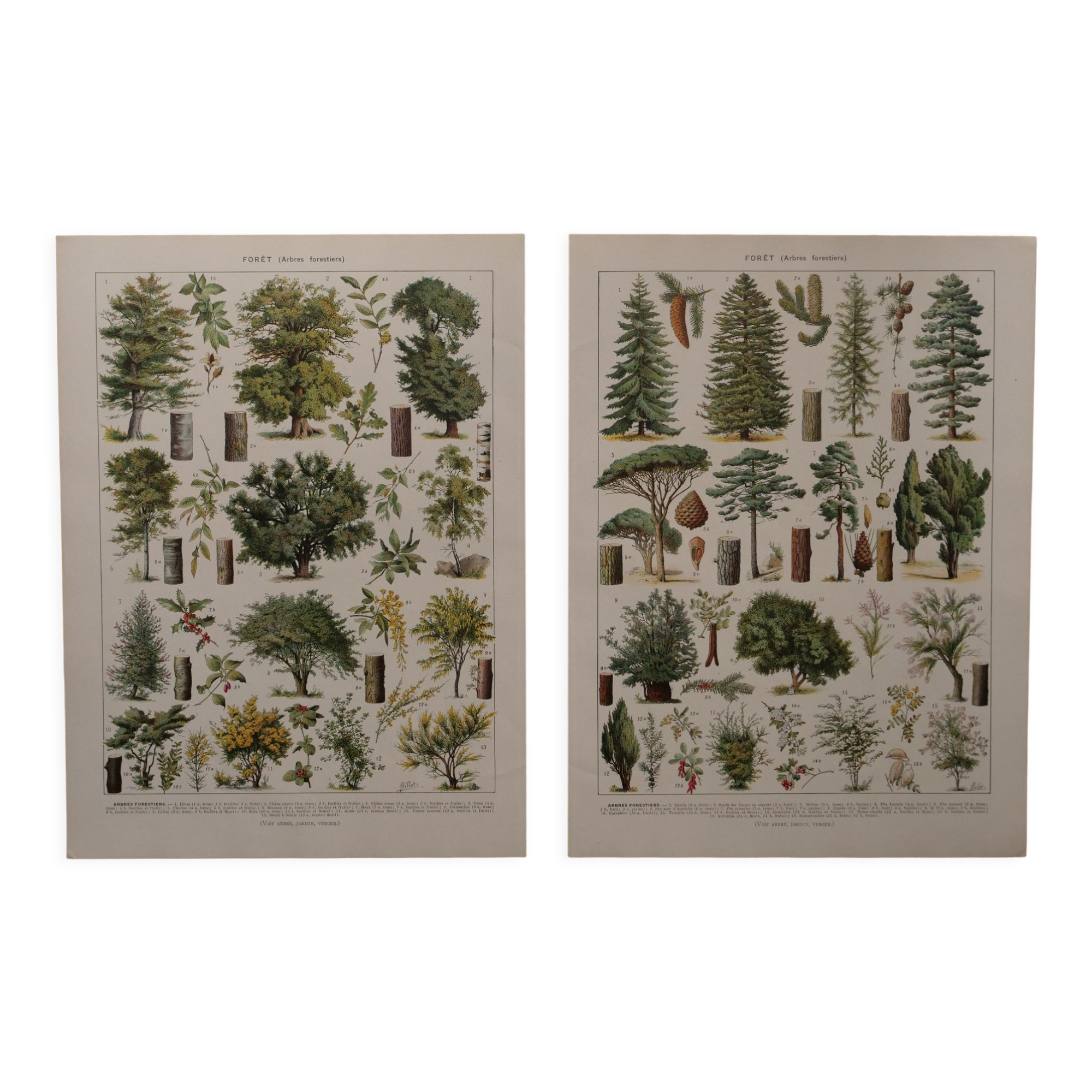 Original lithographs on forest and forest trees