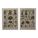 Original lithographs on forest and forest trees