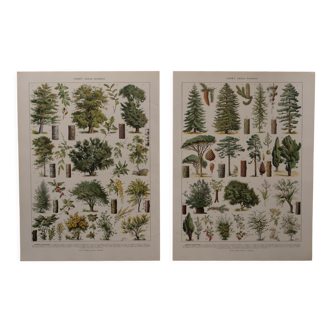 Lithographies originales sur la forêt et les arbres forestiers
