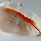 Blackcurrant shell cornuta