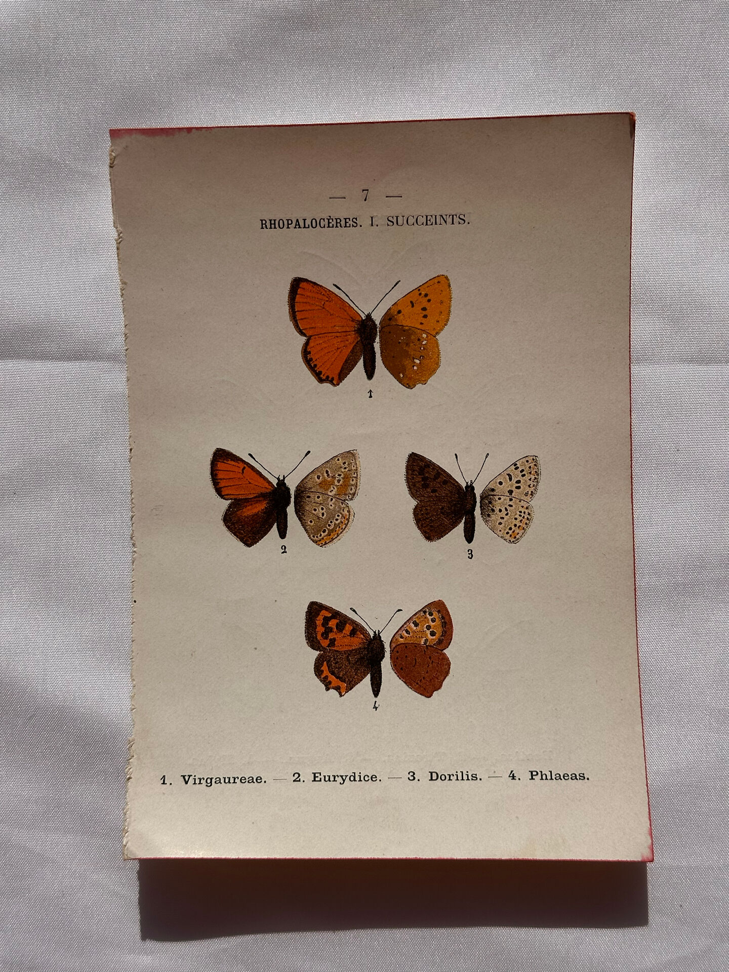 Botanical Plate 1800 Old Naturalist Engraving 19th Century Double-Sided