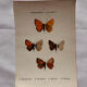 Botanical Plate 1800 Old Naturalist Engraving 19th Century Double-Sided