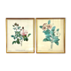 Set of two reproductions of Redouté framed in gilded wood.