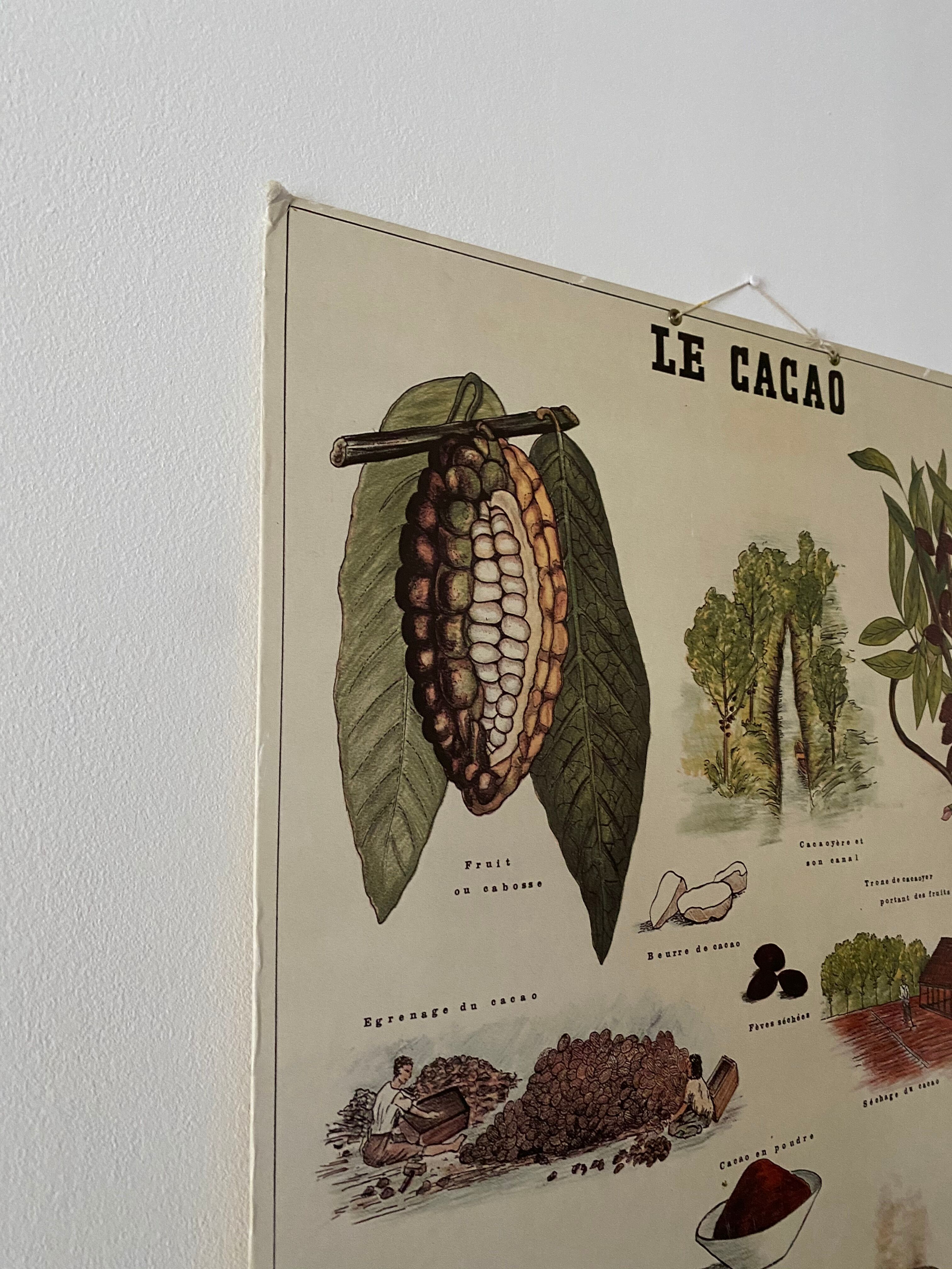 Cardboard poster Cacao