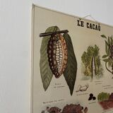 Cardboard poster Cacao