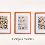 Old engraving 1922, Peach, varieties and enemies, fruit, peach tree • Lithograph, original illustration