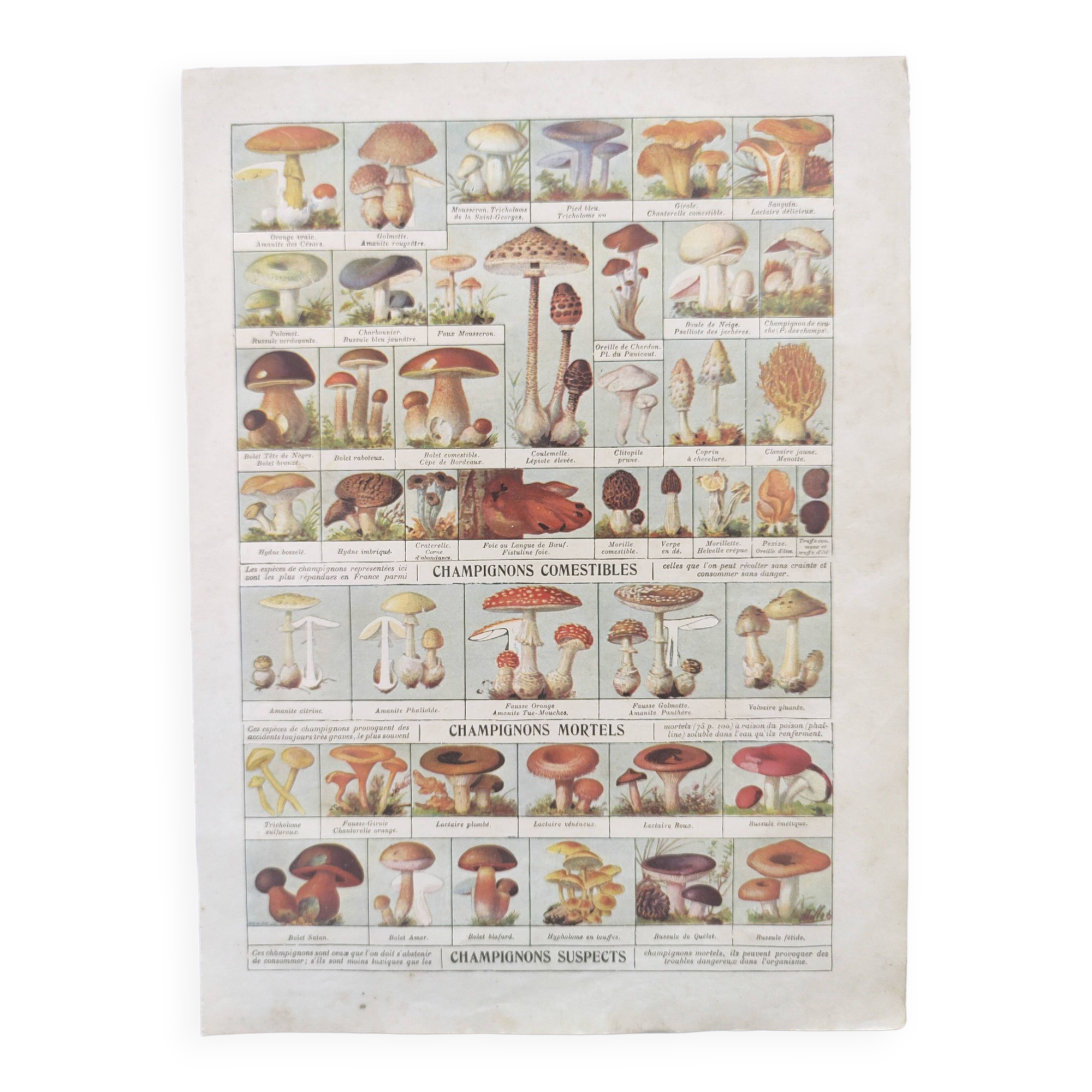 Old engraving • Mushrooms • Original botanical plate from 1920