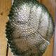Empty Pocket / Basket / Ceramic Dish Barbotine Cabbage Leaf signed GV