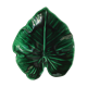 Cut dark green leaf