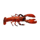 Plastic lobster, circa 1970