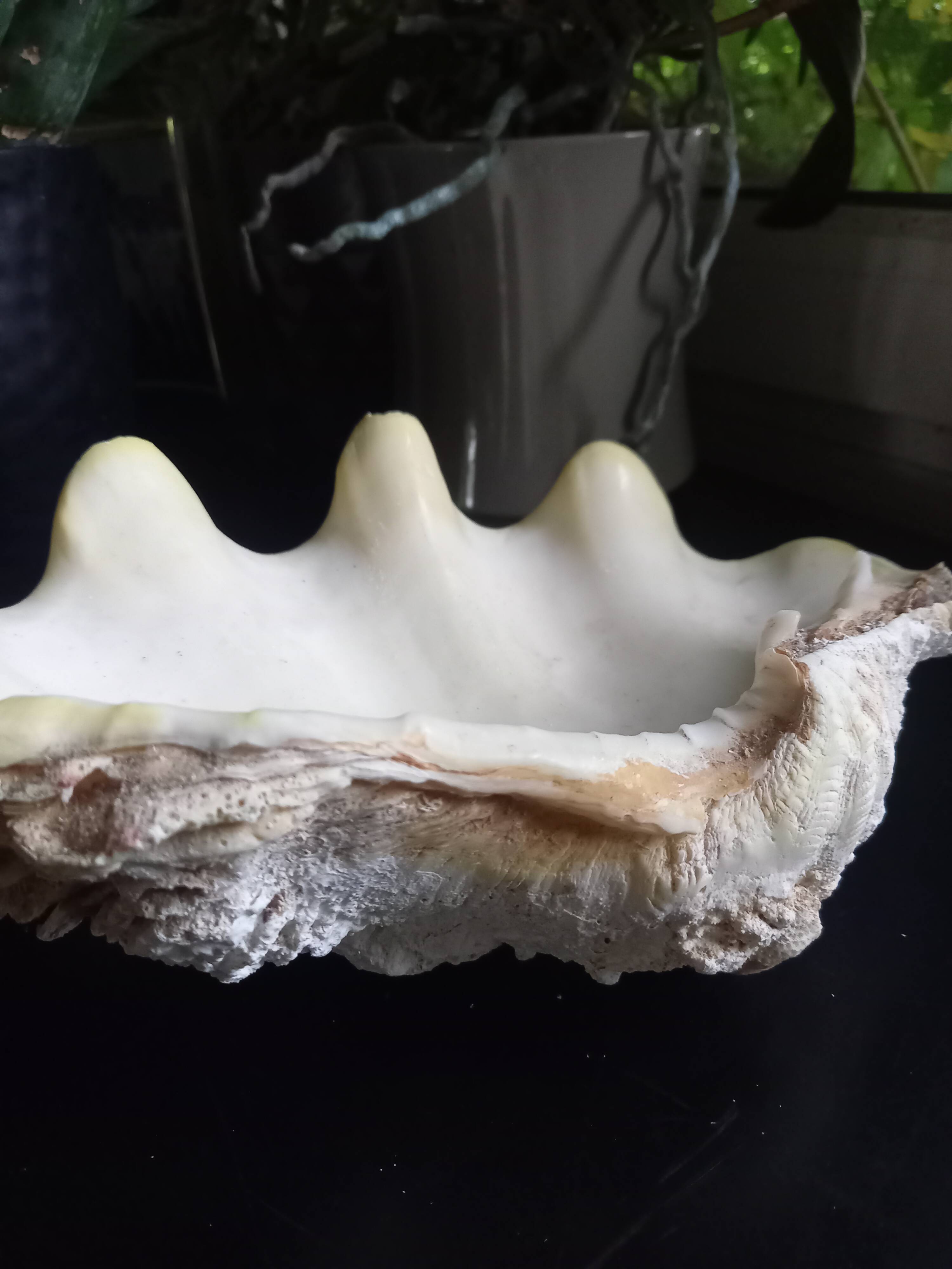 Large vintage holy water clam shell