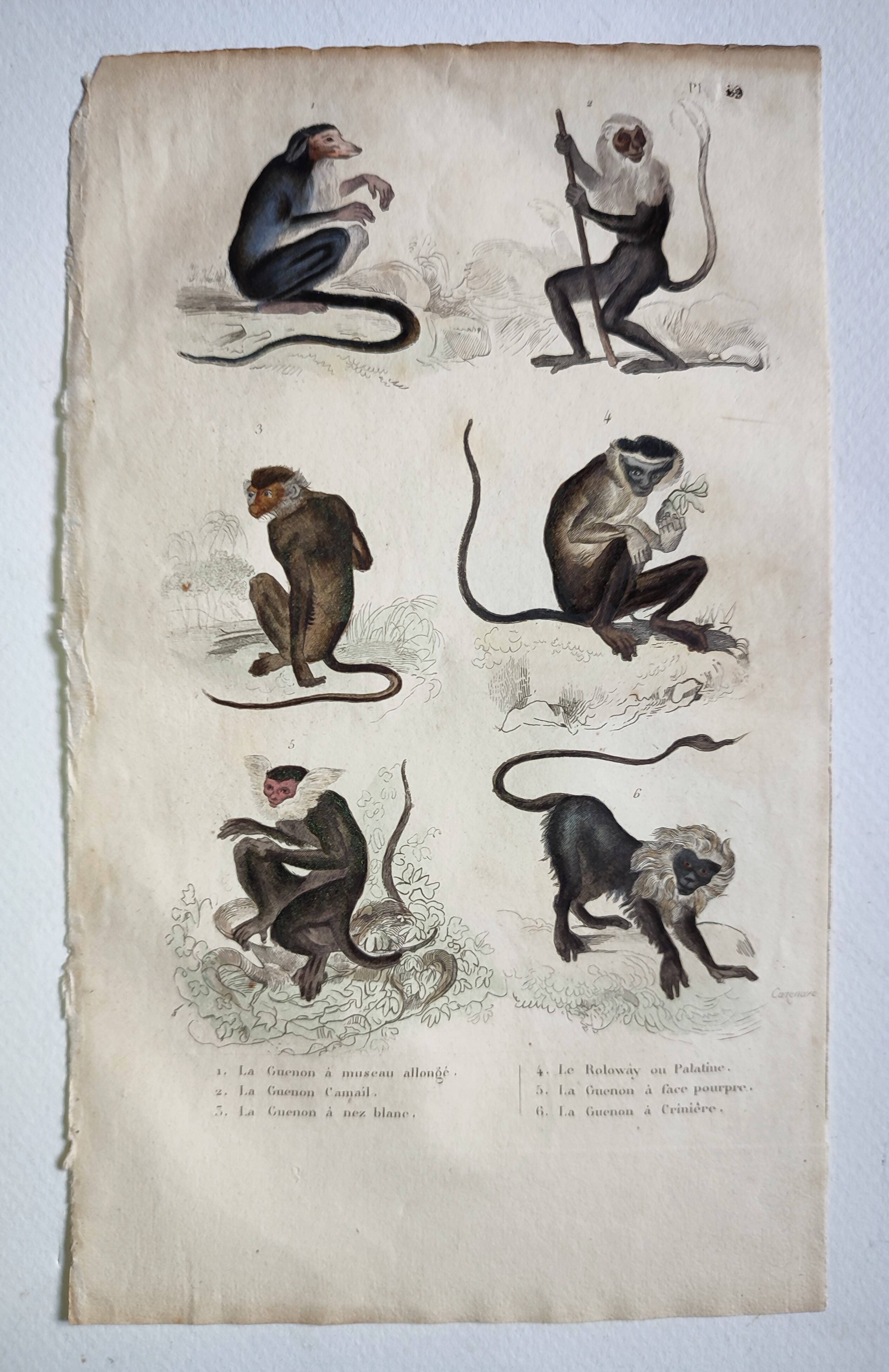 Original zoological plate "Guinea Monkey, Camail, Roloway - Buffon 1838"