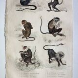 Original zoological plate "Guenon, Camail, Roloway,... - Buffon 1838