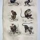 Original zoological plate "Guinea Monkey, Camail, Roloway - Buffon 1838"