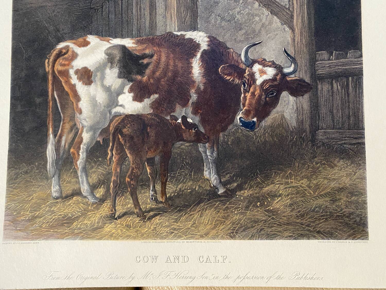 English colored engraving