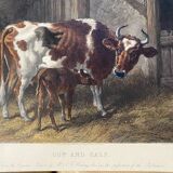 English colored engraving