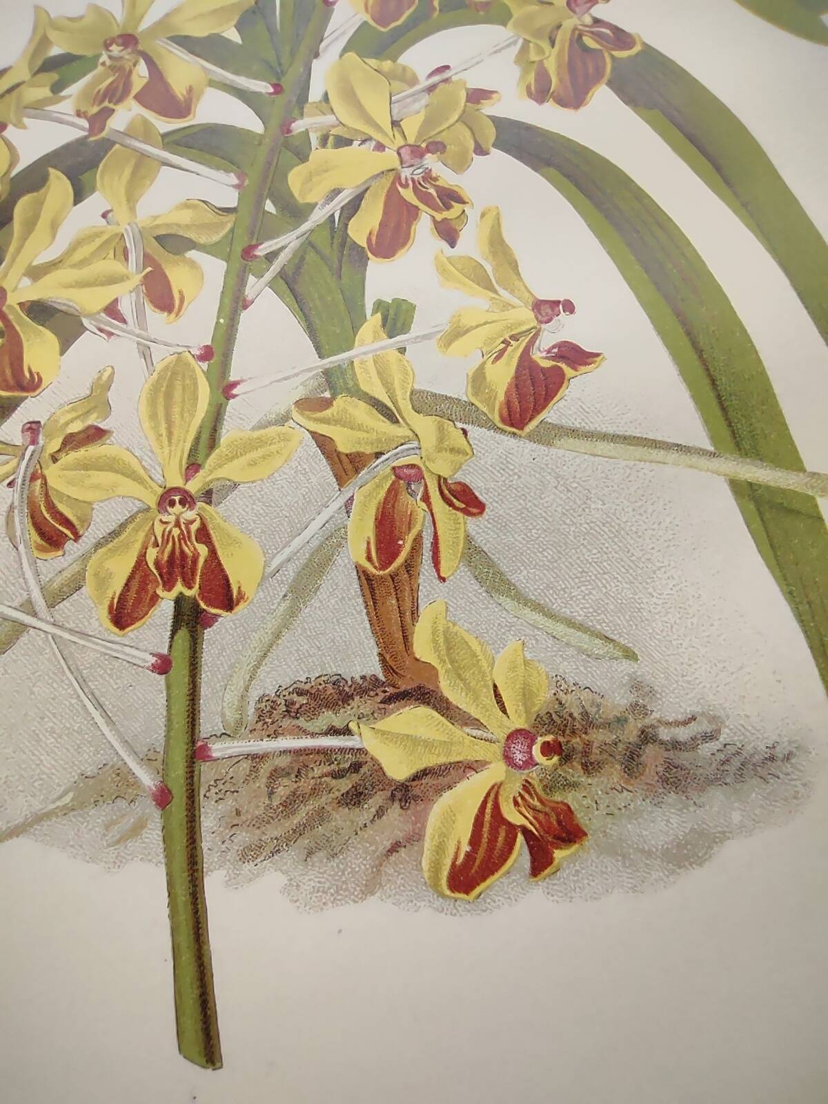 Planche botanique de 1899 - Orchidée Williams -  Gravure ancienne de fleur