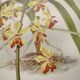 Planche botanique de 1899 - Orchidée Williams -  Gravure ancienne de fleur